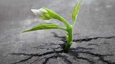 میگنا - نظریه رشد پس از سانحه ریچارد جی تدسکی