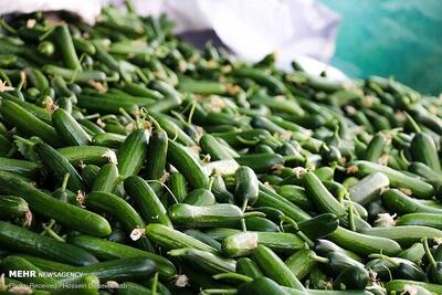  کشت خیار سبز در منطقه توکهور و هشتبندی ۲۰ درصد کاهش یافت - پارس فوتبال