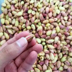 قیمت پسته تازه در بازار تهران امروز (مهر ۱۴۰۴)