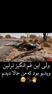  صحنه دردناک شکار طاووس توسط مار جلوی چشم جوجه ها + فیلم