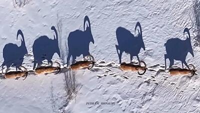  فیلم عبور گله بزهای کوهی از کوهستان برفی