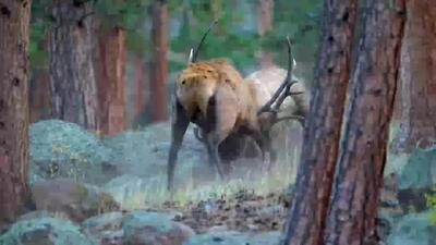  فیلم جنگ وحشیانه گوزن ها برای قلمرو