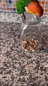  فیلم طوطی باهوش در حال باز کردن ظرف شیشه‌ای