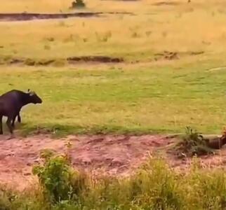  فیلم شکار گوساله توسط شیر ماده مقابل چشم مادر
