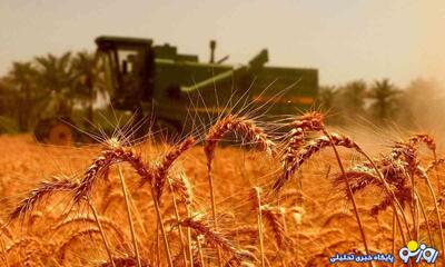  قیمت جدید گندم تغییر می‌کند؟