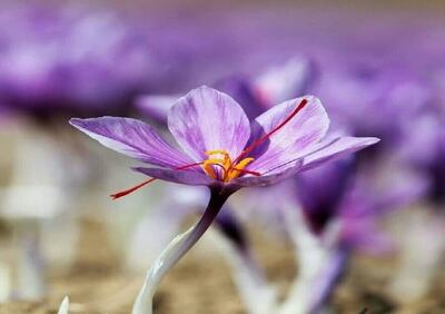  بیش از ۱.۷ تن زعفران نگین دادوستد شد