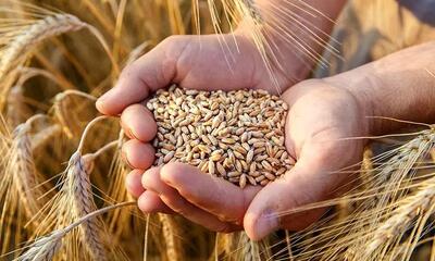 مطالبات گندم کاران تا ۲۲ مهر پرداخت می شود