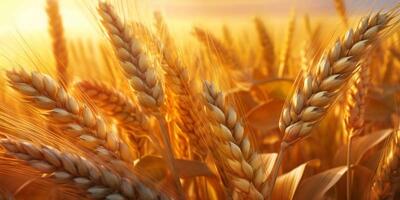  جزئیات نرخ‌گذاری خرید تضمینی گندم