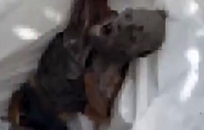  کشف پیکر یک مرد معلول فلسطینی توسط تیم‌های دفاع شهری در غزه