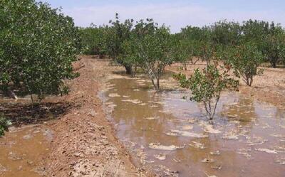  اصلاح روش‌های سنتی کشاورزی در زنجان ضرورتی اجتناب‌ناپذیر است