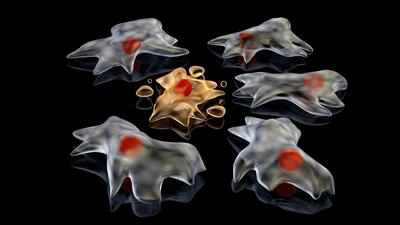  ردپای سلول‌های در حال مرگ به پخش ویروس‌ها کمک می‌ کند؟