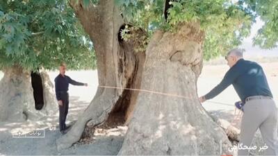  بوانات سرزمین درختان کهنسال + فیلم