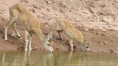  حیات‌وحش در منطقه حفاظت‌شده پلنگ‌دره قم