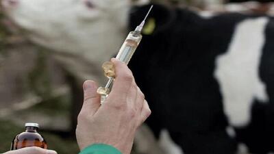  جهش تولید داروهای دامی در لرستان؛ از خودکفایی استانی تا تأمین نیاز ملی