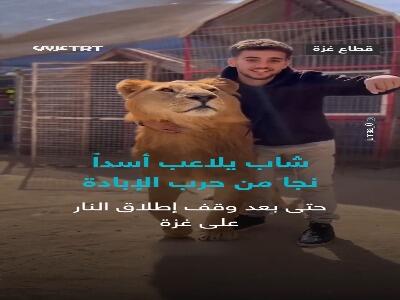  بازی با شیر نر نجات یافته از جنگ غزه