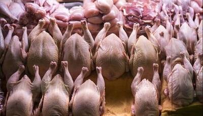  مرغ برای مازندرانی‌ها طلایی شد