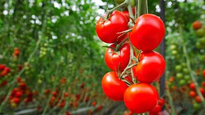  آغاز کشت ارقام جدید محصولات گلخانه‌ای مقاوم به شوری و گرما در منطقه سیستان