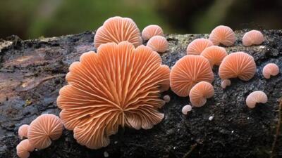 دنیای شگفت‌انگیز قارچ‌ها