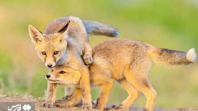  بازیگوشی توله روباه‌ها در لشگردر سمنان