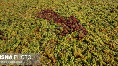  هنر تاکستان؛ چیدن انگور تا شیره و کشمش