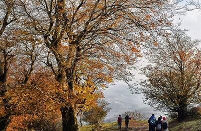  جنگل نقله بر؛ بکرترین و زیباترین جنگل گیلان برای سفر پاییزی (+عکس)