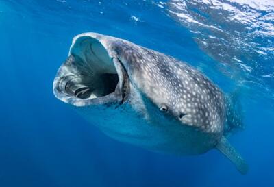  صید کوسه‌نهنگ ۱۰ متری در سواحل خان‌یونس غزه (فیلم)