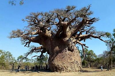  غول سبز ماداگاسکار: بائوبابی که ۳۰۰ سال زندگی کرد