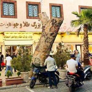  چرا درخت کهنسال خیابان ۱۵ خرداد قطع شد؟