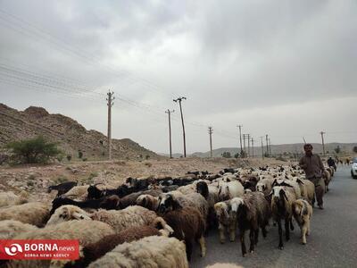  مسدودیت موقت محور کرج - چالوس به‌دلیل کوچ عشایر