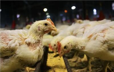  کشف یک انگل جدید در مزارع مرغ گوشتی ایران