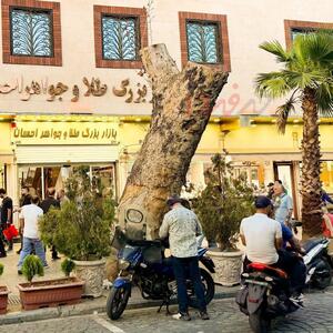  چرا درخت کهنسال خیابان ۱۵ خرداد قطع شد؟ + توضیحات