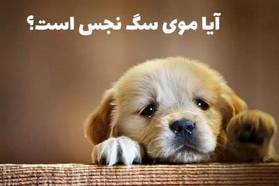  آیا موی سگ نجس است؟ حکم چسبیدن موی سگ روی لباس نمازگزار