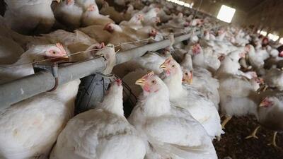  ممنوعیت خروج مرغ از استان‌ها لغو شد