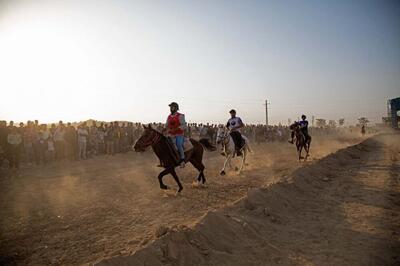  رونق صادرات اسب به ترکیه و ترکمنستان