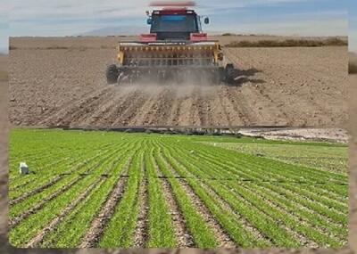   آغاز کشت گندم در ۲۷۰ هکتار اراضی زراعی بابلسر