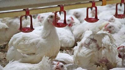  کشف انگل در مزارع مرغ گوشتی ایران/ گامی نو در شناخت مهم‌ترین بیماری انگلی طیور کشور