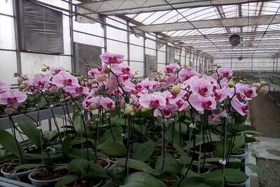 پیش بینی تولید ۱۶ میلیون شاخه ای ارکیده در گیلان
