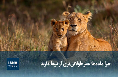  ویدیو/ چرا ماده‌ها بیشتر از نرها عمر می‌کنند؟