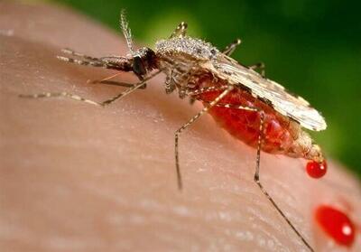  افزایش موارد ابتلا به تب دنگی در هرمزگان به ۷۶ نفر