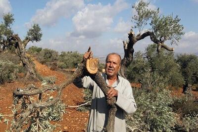  تحریم محصول زیتون در فلسطین؛ استراتژی ۷۷ ساله رژیم صهیونیستی