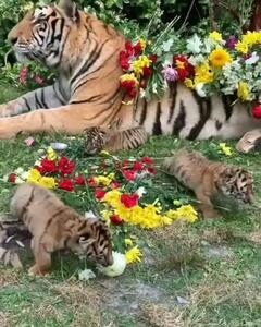  فیلم غرش بامزه توله‌ببرهای کوچک