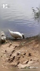  فیلم صحنه عجیب خورده شدن گنجشک توسط اردک