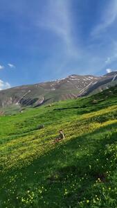  فیلم زیبایی طبیعت در دامنه‌های ساوالان