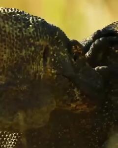  فیلم مبارزه دیدنی دو کومودو بر سر قلمرو