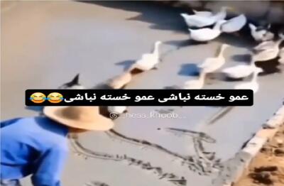  طنز حیات وحش؛ اردکا گروهی گند میزنن به زحمت صاحبشون