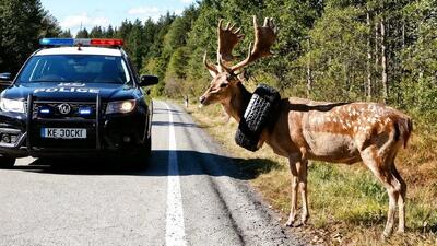  مستند حیات وحش؛ تقلای تیم نجات برای خارج کردن لاستیک از گردن گوزن شاخ بزرگ