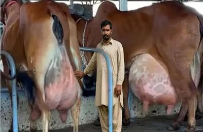  گاوهای باورنکردنی؛ گاو از بس شیرش زیاده موقع راه رفتن الان که ملق بشه
