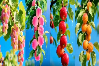  کشاورزی نوین؛ میوه های بی نقص و خوش تراش این مزرعه مال بهشتن بذرشونو فرشته ها کاشتن