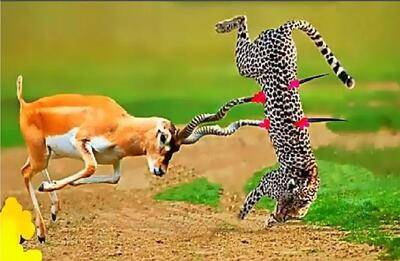  مستند حیات وحش؛ ایمپالا شاخو فرو کرده به پلنگ