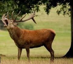  مساعی عدلیه و محیط‌بانان برای نجات زیست‌مندان جهان‌نما/ تاراج حیات‌وحش متوقف می شود